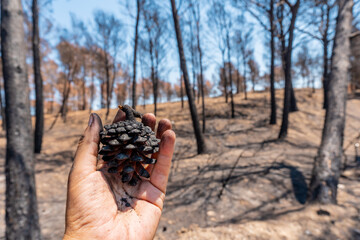 Detail of a cone of a burnt pine in the burned forest, forest fire, climate change, drought summer