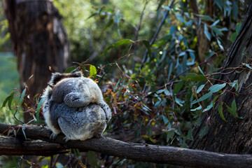 baby koala sitting on a back of his mother and eating leaves 
