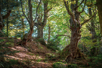 Old trees in the forest at autumn time