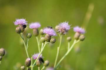 Closeup of a bug on creeping thistle flower with green blurred background
