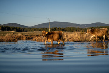 Obraz na płótnie Canvas Cow is crossing the water