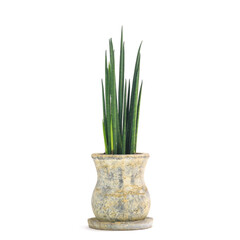 観葉植物、サンセベリア・バキュラリスの鉢植え【白背景】