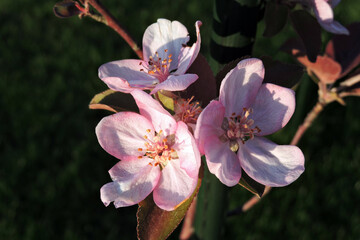 Pink flowers of an apple tree in the sunlight