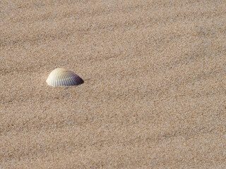 Seashell on a sandy natural beach for background