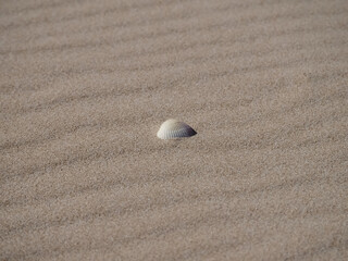 Seashell on a sandy natural beach for background