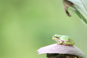 夏に出会える可愛い子　アマガエル