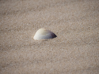 Fototapeta na wymiar Seashell on a sandy natural beach for background