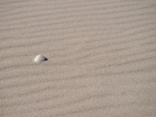Seashell on a sandy natural beach for background