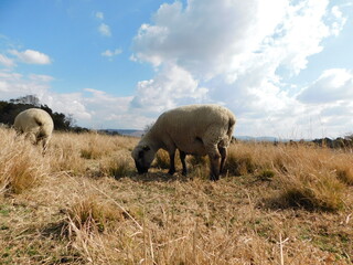 Closeup portrait view of A Hampshire Down Ewe sheep standing in a golden grass field grazing under a partly cloudy blue sky, in Gauteng, South Africa