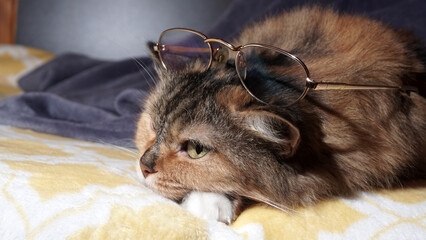 Cat sleeps in glasses on a warm bed