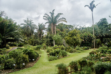 Fototapeta na wymiar Plants at Royal Botanical Garden Peradeniya in Kandy, Sri Lanka. Beautiful view of palm trees, bushes