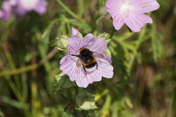 Bumblebee species in the Bombus terrestris-complex on flowers of greater musk-mallow (Malva alcea)....