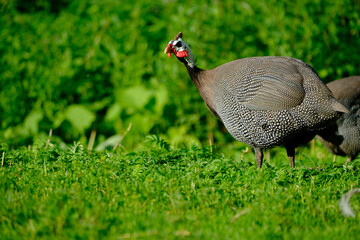 domestic free range poultry, home held birds guinea fowl for eggs and meat.
