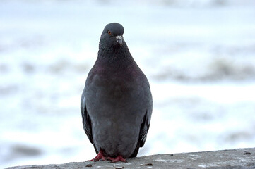 Pigeon on a stone on a blurry background