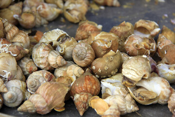 des escargots de mer