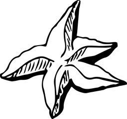 Starfish  illustration. Hand-drawn doodles illustration.
Line art.