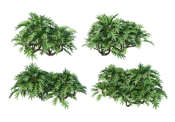 Shrubs and grass on a white background