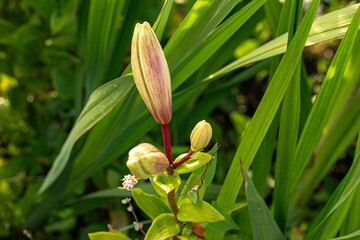 Fresh Lily flower buds in the garden