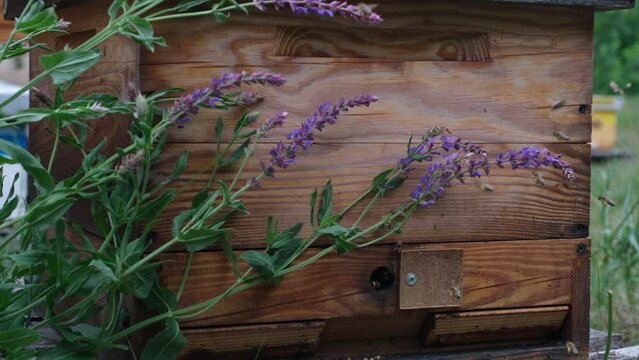 The process of breeding queen bees. Stages of beekeeping. Beekeeping Odessa, Ukraine.