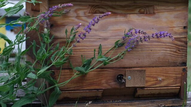 The process of breeding queen bees. Stages of beekeeping. Beekeeping Odessa, Ukraine.