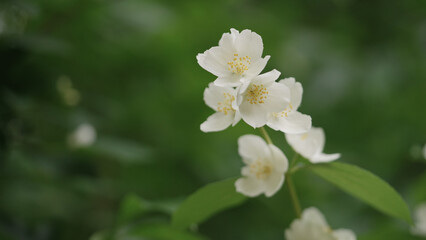 shot of jasmine flowers closeup