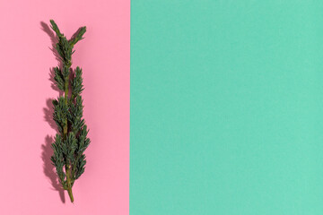 Small Christmas tree twig on a pink and aquamarine background. Xmas background with copy space.