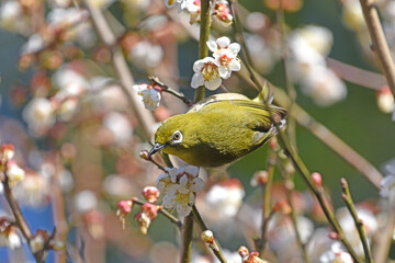 梅とメジロ