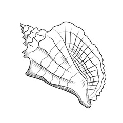 Doodle style of shellfish in vector format. Isolated illustration for banners, posters, logo.