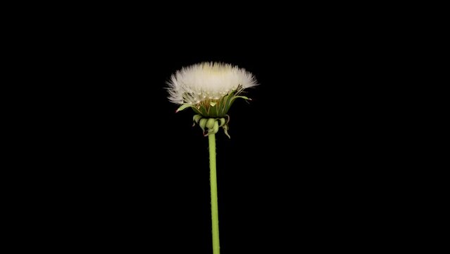 Time lapse of dandelion opening against a black background.