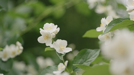 Obraz premium shot of jasmine flowers closeup