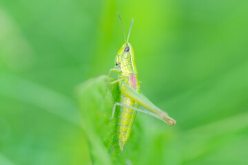 Grasshopper in the grass- close up view.