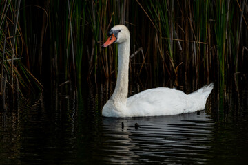 Mute swan |\ Knobbelzwaan