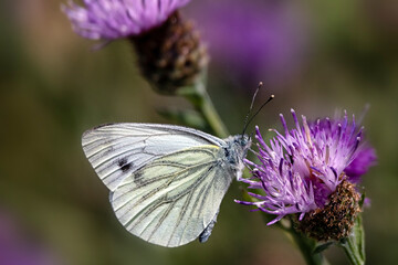 Closeup of Green-veined White butterfly (Pieris napi) on a thistle flower in a meadow
