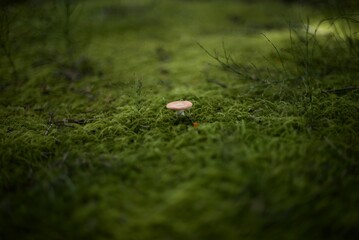 苔の中の一本のキノコ