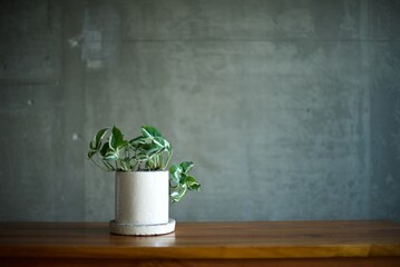 テーブルの上の鉢植え観葉植物
