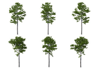 Obraz premium Tree on a white background