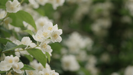 shot of jasmine flowers closeup