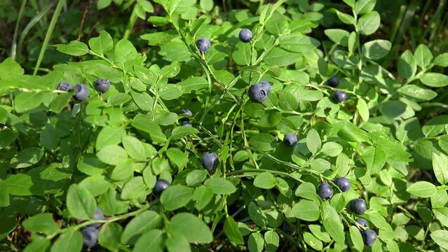 Ripe wild bilberry (Vaccinium myrtillus) on shrub