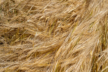Graanveld - Grain field