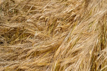 Foto auf Alu-Dibond Graanveld - Grain field © Holland-PhotostockNL
