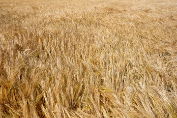 Graanveld - Grain field