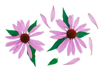 Echinacea flowers isolated on a white background, top view