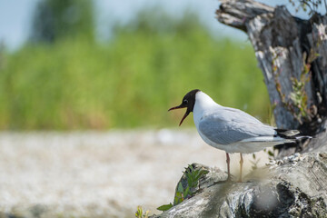 Kokmeeuw | Black-headed gull - Marker Wadden