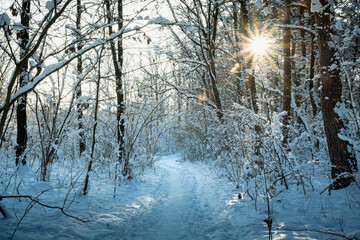 A path through the winter forest and the glare of the sun