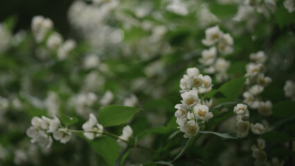 shot of jasmine flowers closeup