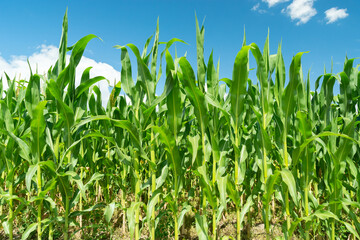Tall green corn stalks and blue sky