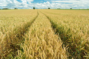 Wheel marks in a golden grain field