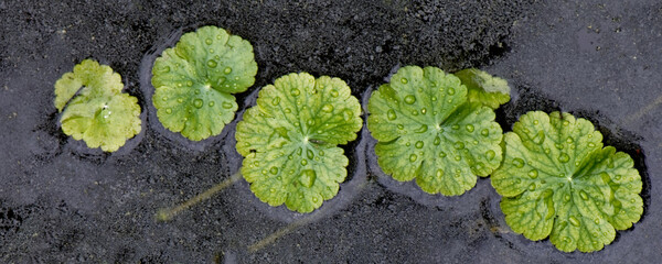 hydrocotyle rageante - hydrocotyle ranuncoloides
