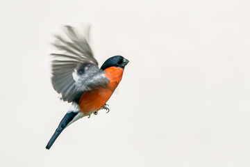 selected focus on the head isolated eurasian Bullfinch flying  on a white background