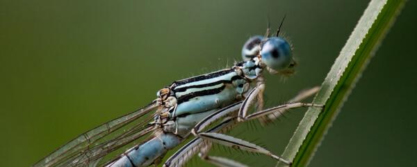 agrion à larges pattes